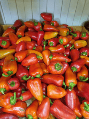 Перец сладкий