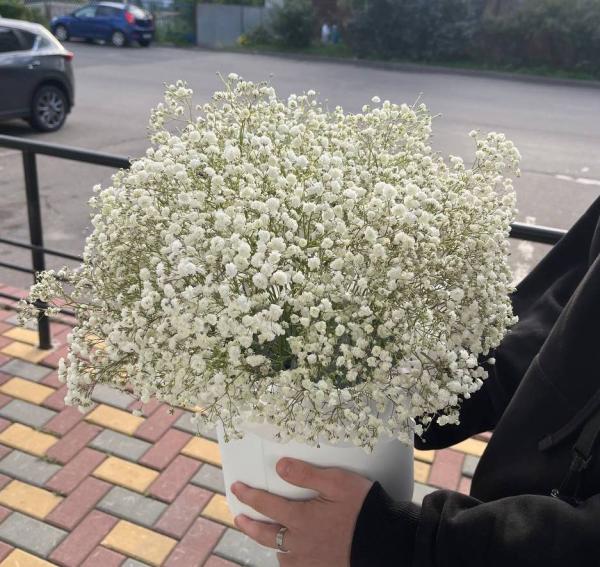 Коробка с белой гипсофилой