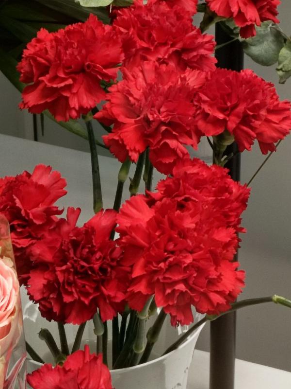 Гвоздика красная