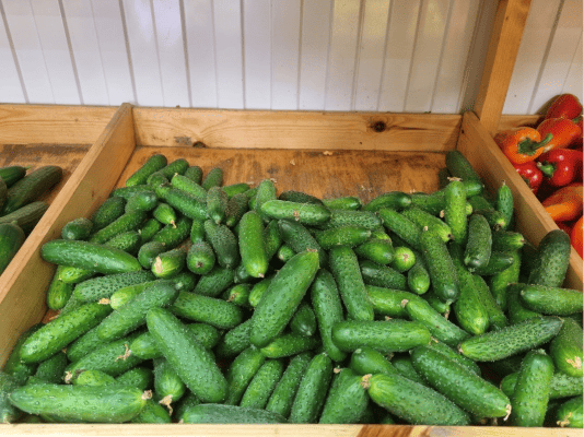 Огурец колючка