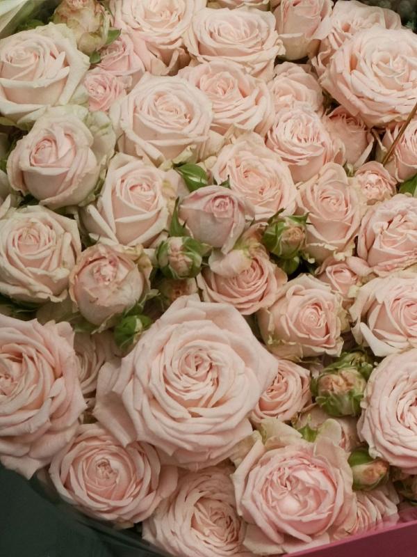 Роза кустовая